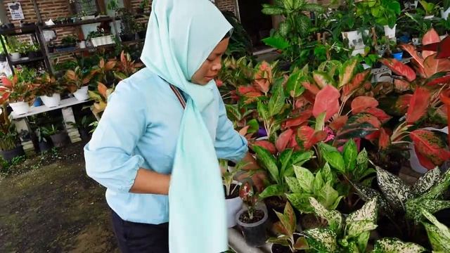 Yang Cari Tanhis Warna warni rimbunan murah смотреть онлайн