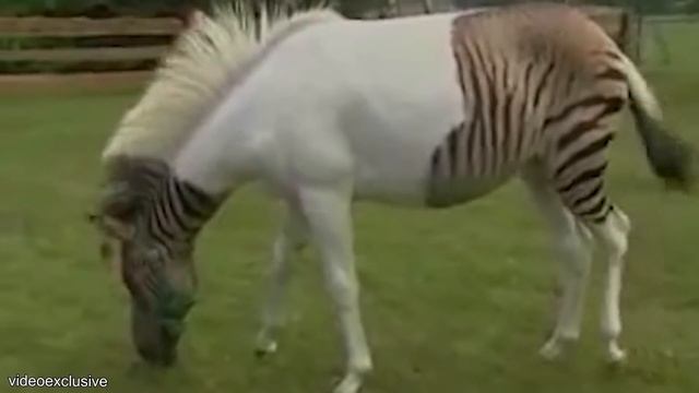 10 Strange Animals Created By Humans