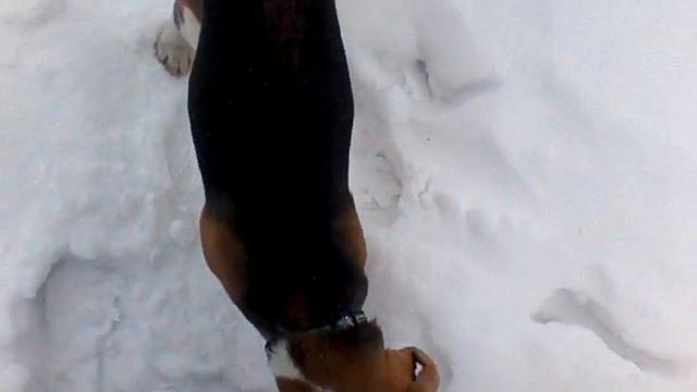 Бигль Джим. Зимняя прогулка смотреть онлайн