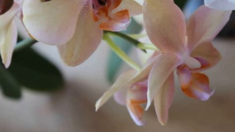 ЧТО НУЖНО ОРХИДЕЕ, ЧТОБЫ ОНА ТАК ЦВЕЛА ? ОРХИДЕЯ ФАЛЕНОПСИС ПАХНЕТ РОЗОЙ ! ОРХИДЕЯ ДАЛМАТИНЕЦ .