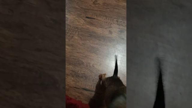 Сюрприз мне подарили собаку, няшный щенок-русский той-счастье есть смотреть онлайн