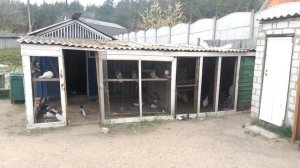 Разговор о николаевских голубях с моим дедушкой