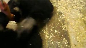 дрессировка немецкой овчарки. щенки 1,5 месяца