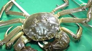китайский мохнаторукий краб Eriocheir sinensis