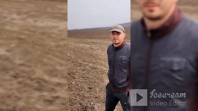 Чандлер. Вся правда о сорте.