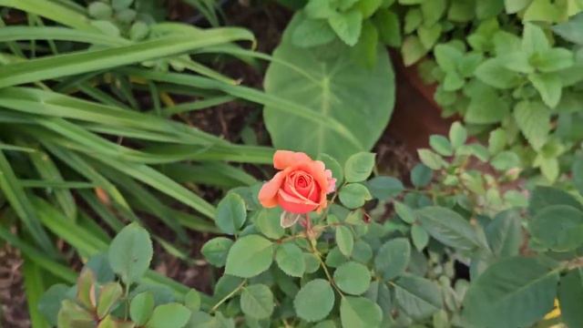 Double Easy Orange rose in Houston, TX 9a смотреть онлайн