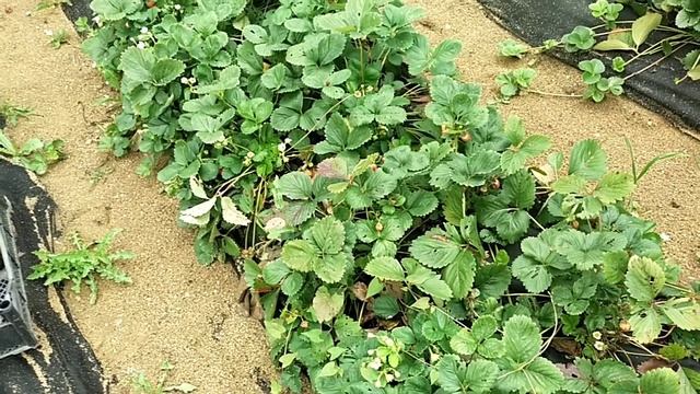 Как клубника Брилла стала Кабрилло ??? смотреть онлайн