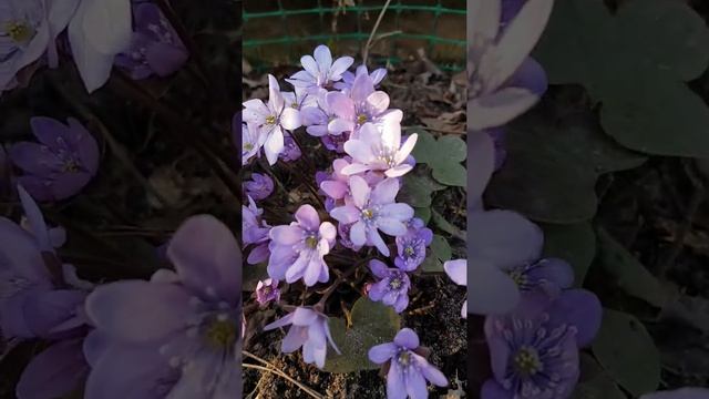 Первый весенний цветок - печеночница благородная