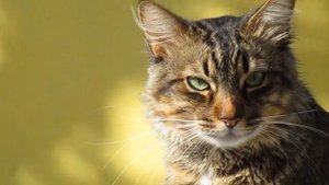 10 Потрясающих Фактов о Кошачих Ушах, Которые Должен Знать Каждый Любитель Кошек!