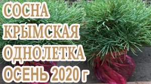 Сосна крымская сеянец однолетка выкопка,узнайте какой размер корневой питомник "Хвойный дворик"