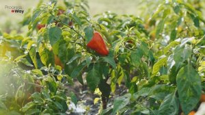 Перец вырастает огромным и сладким после этой подкормки в августе! Чем подкормить перец в августе?