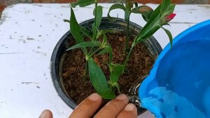 How to grow dianthus plant | dianthus propagation from cuttings | Dianthus plant care