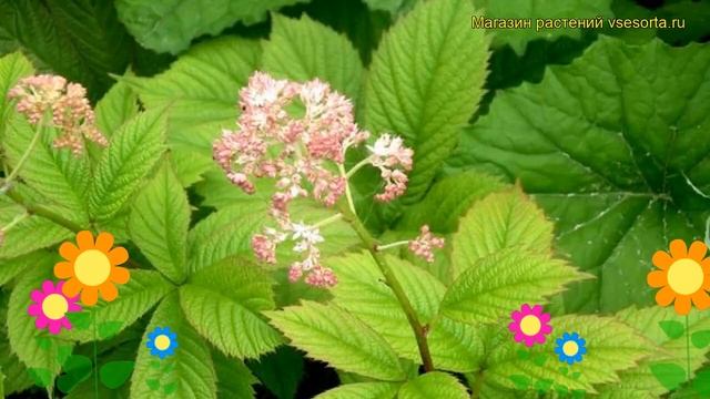 Роджерсия генрици. Краткий обзор, описание характеристик, где купить rodgersia henrici-hybr. смотреть онлайн