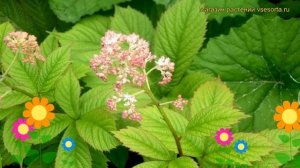 Роджерсия генрици. Краткий обзор, описание характеристик, где купить rodgersia henrici-hybr.