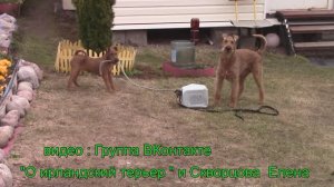 Ирландские терьеры :  Щенок играет...   ПОШУМЕЛКИ  В ПОГРЕМЕЛКУ