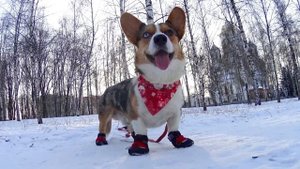 Корги в ботинках