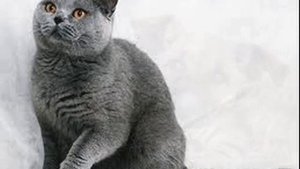 Серая кошка