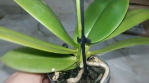 Паучек на орхидее - это не вредитель.