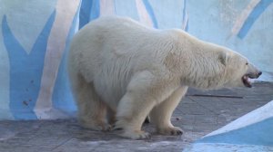 Герда с медвежонком съели кусок мяса пока второй медвежонок где-то гулял. 05.04.2023