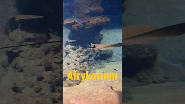 #zoo #afrykarium #ryby