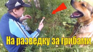 Что мы нашли в лесу? // Красота грозового фронта // Жизнь в деревне