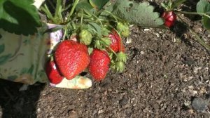 ЦАРИЦА. Сорт с красивыми, крупными, сладкими ягодами