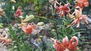 Лилии. Десятка лучших