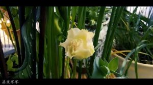 Eustoma