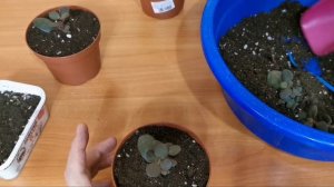 Денежное дерево. Пересадка.