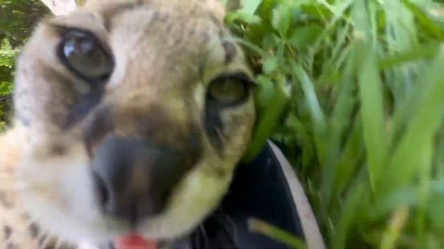 Зацелованный сервал играется и кусается ❤️ serval cat Versa