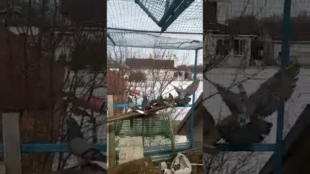голуби.Олега.с.Новая-Усмань.Воронежская.обл.
