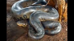 Anaconda vs Python Giant Anaconda | Giant Python Part 2