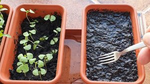 Руккола на балконе ранней весной - это просто. DIY.