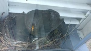 Чёрный дрозд.