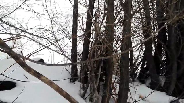 VLOG◉ГУЛЯЕМ С СОБАКАМИ◉УРОНИЛ ТЕЛЕФОН В СНЕГ! смотреть онлайн