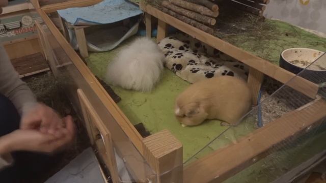 ? Приручение 2: кормление с рук ✋?Пошаговая инструкция смотреть онлайн