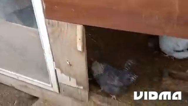 Маленькая экскурсия по курятнику. смотреть онлайн