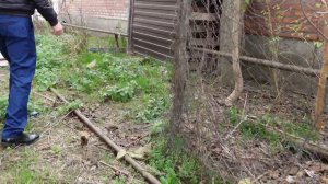 Борьба за спасение. Как мы пытались поймать дикого котенка, чтобы помочь ему.