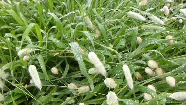 Зайцехвост вам понравится! смотреть онлайн