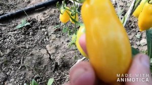 Томат Желтый Банан