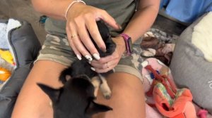 Мини Чихуахуа. Обзор ПОМЁТА ЧИХУАХУА длинношерстые и Гладкошерстные @ puppy  chihuahua