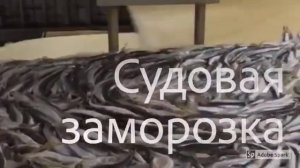Промысел черноморской рыбы  спромысел и переработка хамсы, ставриды, борабульки
