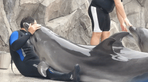 Курганский ветеринар спас дельфина из Батуми