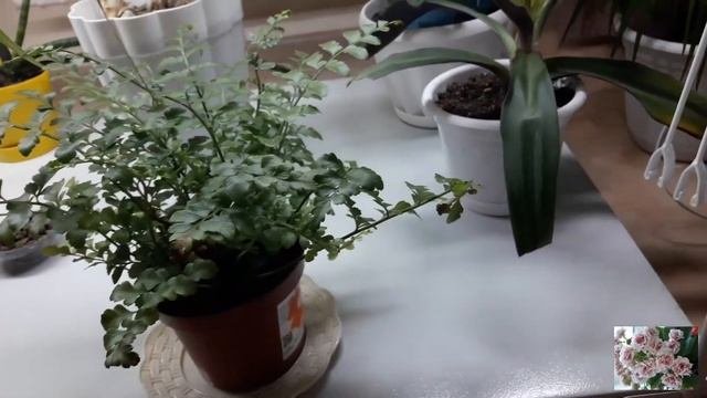 Комнатные цветы.Лампа холодного света.Цветочная новиночка.