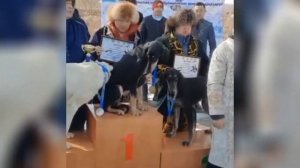 карачаевская порода лошадей в казахстане в качестве приза