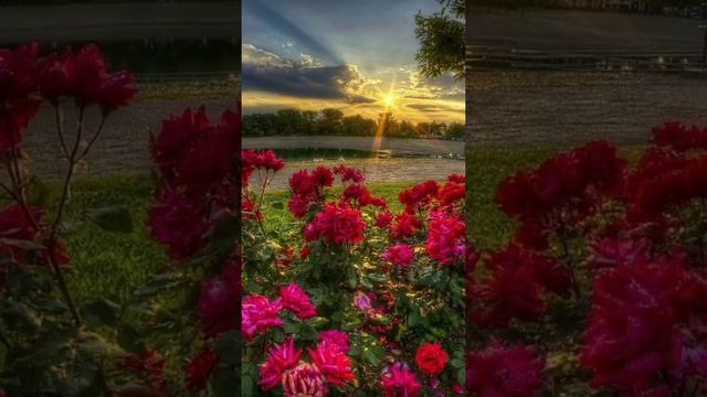 Нежная мелодия рассвета...