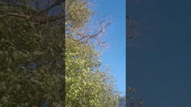 саванна ветер смотреть онлайн