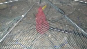 Как улучшить раколовку.  Наловить креветок. Поймать рыбу