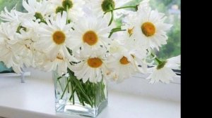 Ромашка белая, лепесточки нежные  ...