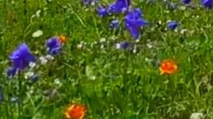 Я любил одну милую...